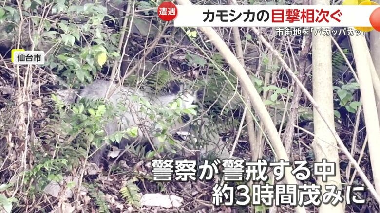 警察が警戒にあたる中、約3時間ほど茂みの中で一休みしていたカモシカ