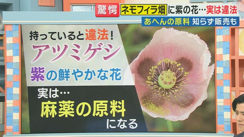 繊細な姿が特徴的なアツミゲシ