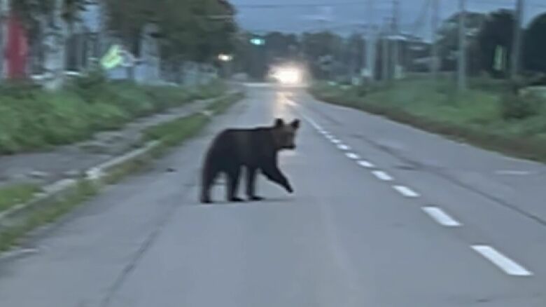 砂川市北吉野町でも目撃