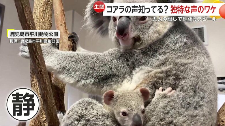 鳴き声も出さず静かな親子