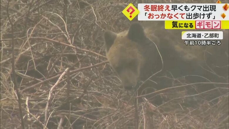 草むらに顔を近づけながらゆっくりと歩くクマ
