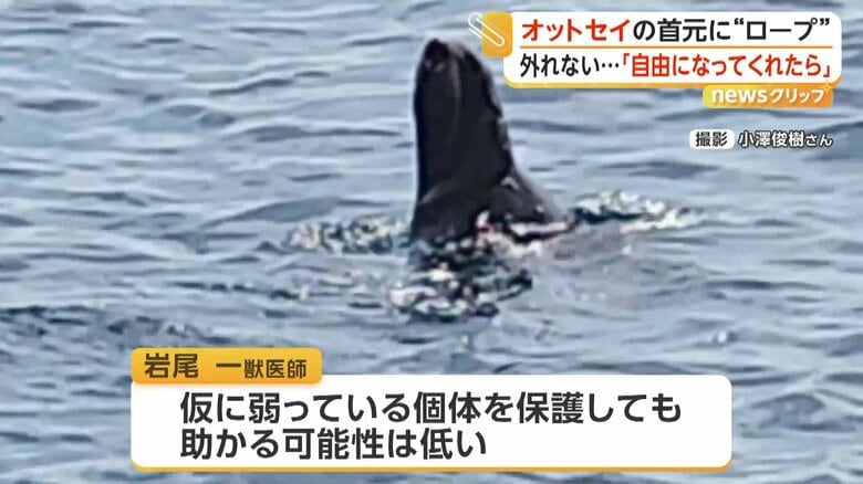 弱っている個体の保護は助かる可能性が低いという獣医師