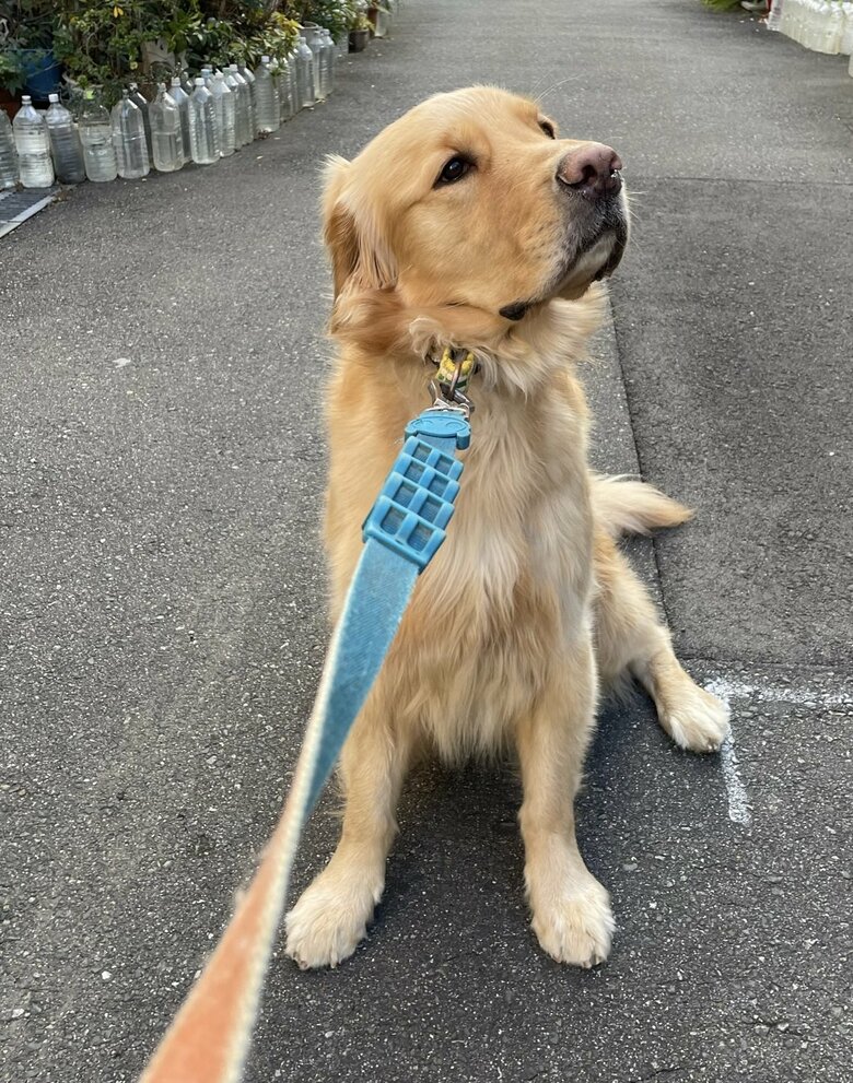 ラックスくんの家の前に来ると動かなくなるという