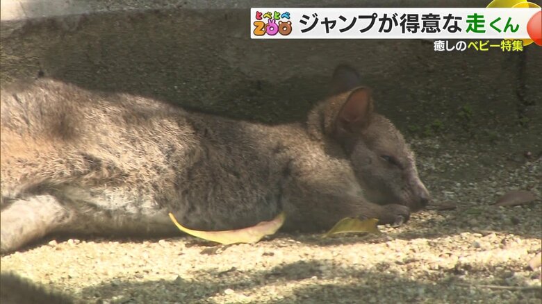 お昼寝しているパルマワラビー