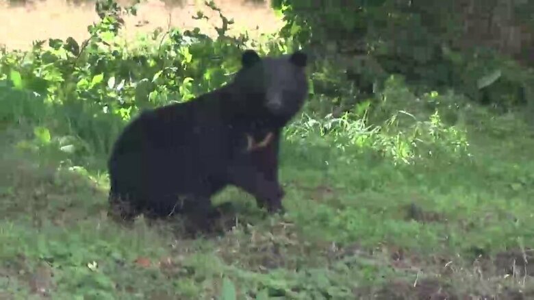 雫石町の住宅付近をうろつく成獣のクマ