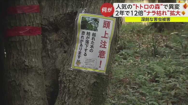 枯れた木は、枝が落下する危険もあり、注意が必要だ