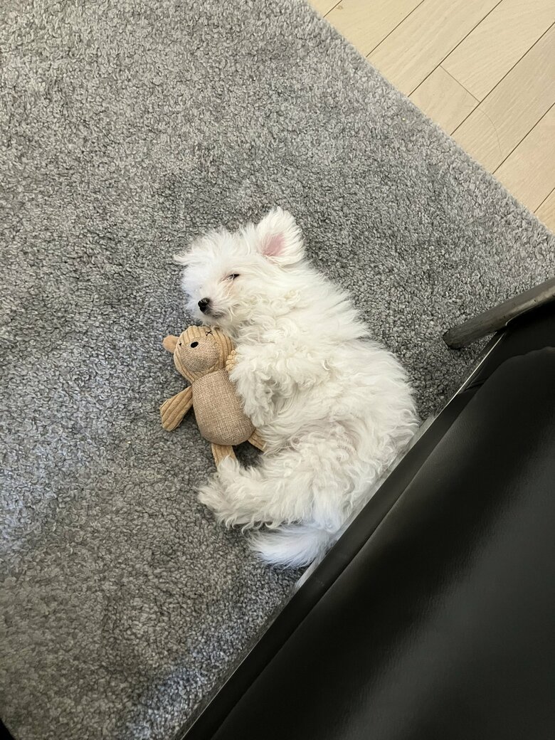 提供：白く、柔らかな犬さん