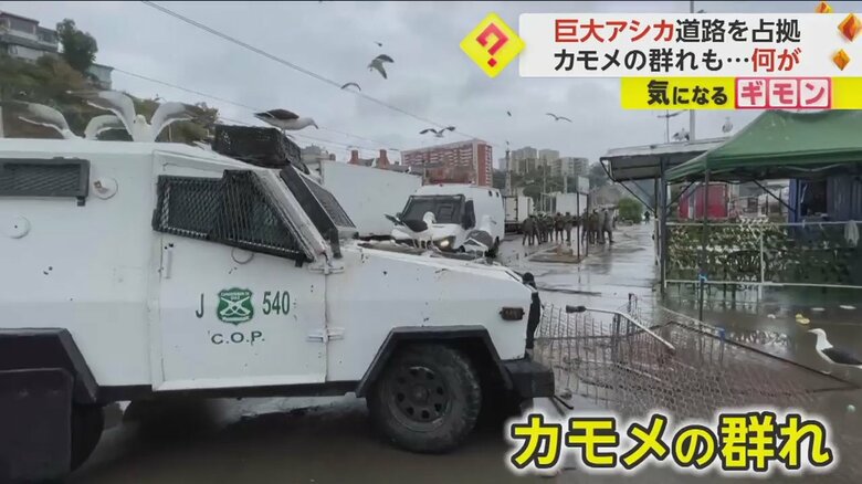 上空を飛び回るカモメの群れ