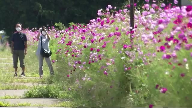 「コスモス街道」鮮やかに さわやかな風に揺れて… 国道沿いに9キロ 地元住民が手入れ