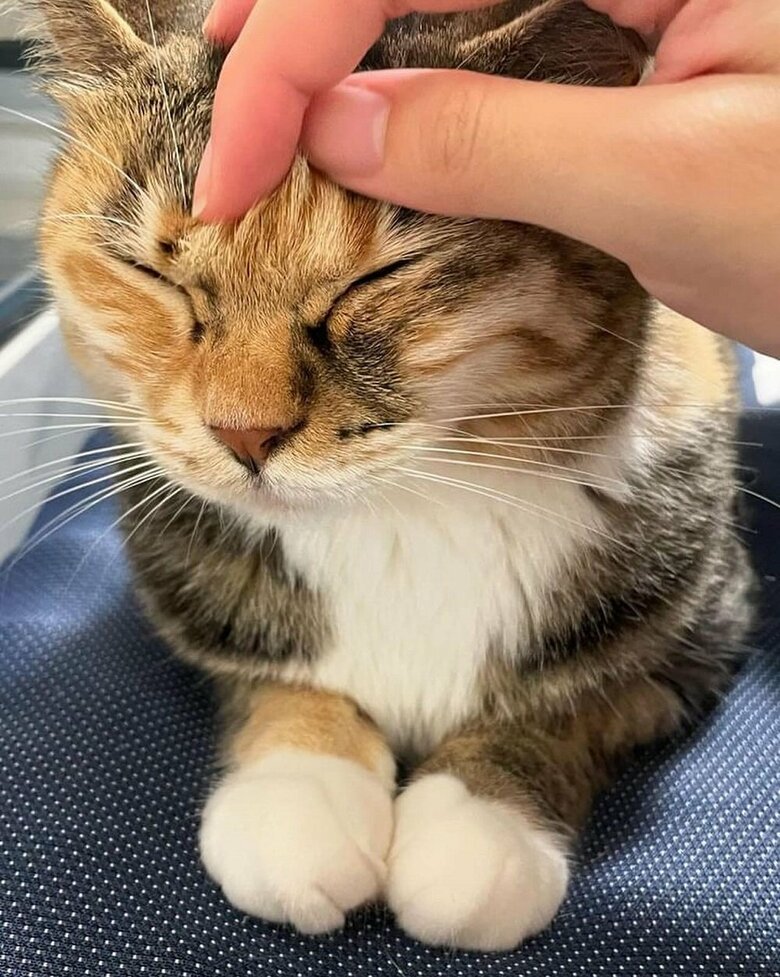 なでなでしてもらうむぎちゃん