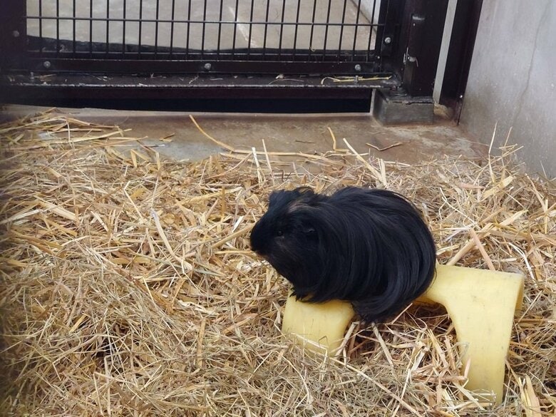 トンネルの上でエサを待つくろまめくん（提供：おびひろ動物園）