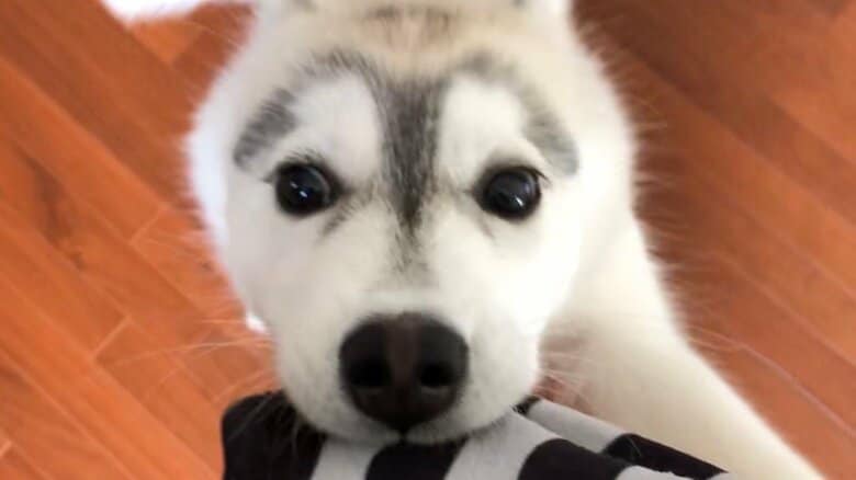 さくらちゃんはよく飛びついてくるという