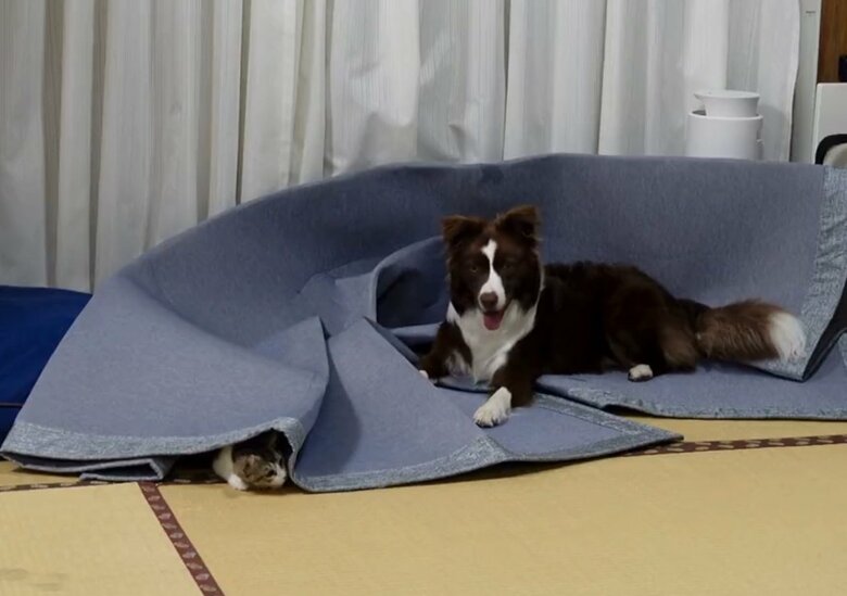 かくれんぼ中（提供：ゆに＆メッシさん）