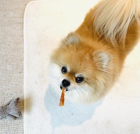 ぱるるの好きなおやつはよく変わる。「そのたびに、ぱるるが好きそうなおやつ探しに奔走しています。使命ですね（笑）」（撮影／とよた真帆）