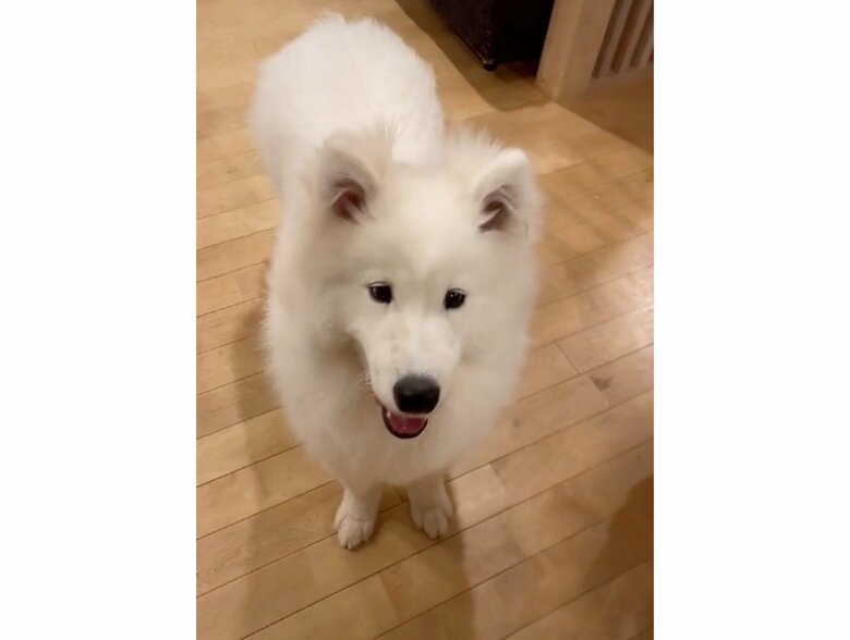 提供：ibukimama38さん