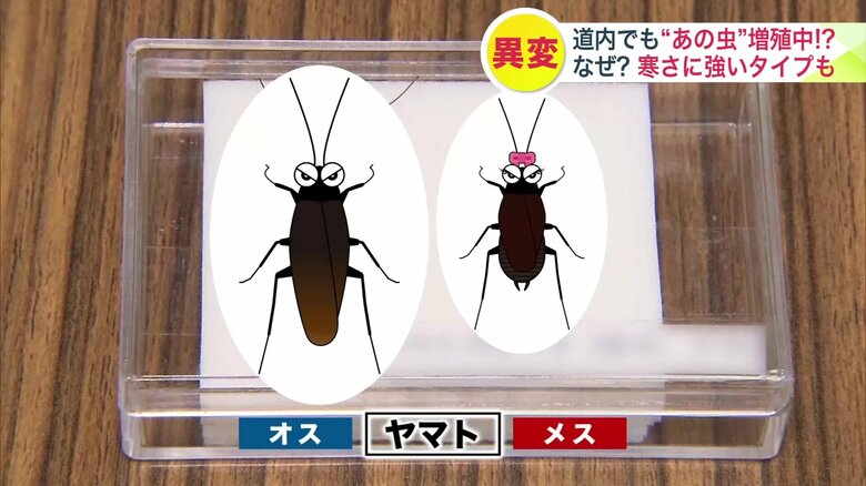 「ヤマト」とは？