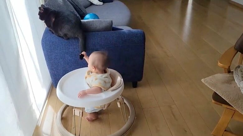 提供：仔猫を拾ったので