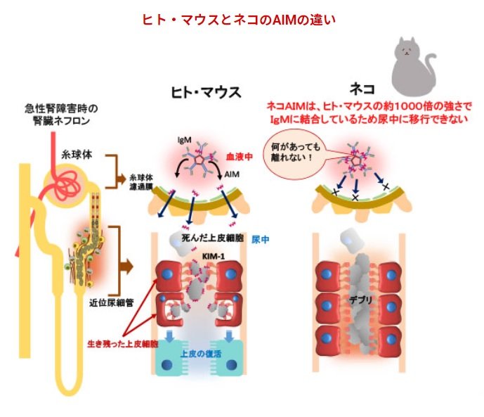 ヒトと猫のAIMの違い（出典：東京大学の広報誌「淡青」37号）