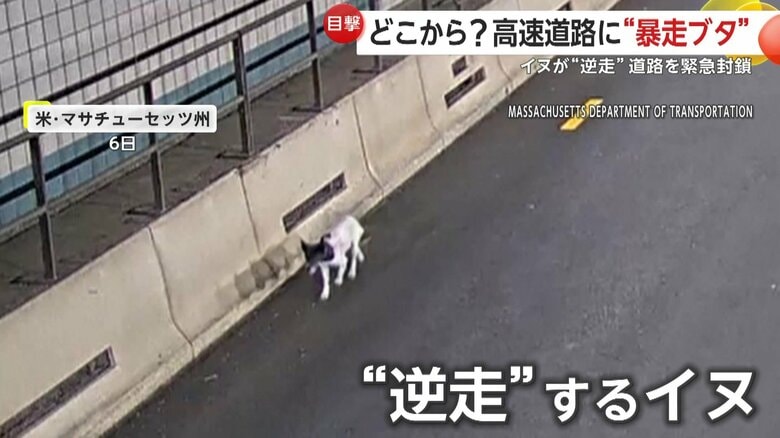 トンネル内の道路脇を逆走するイヌ