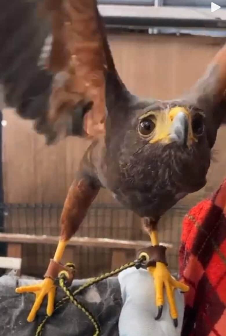 ごはんほしい！