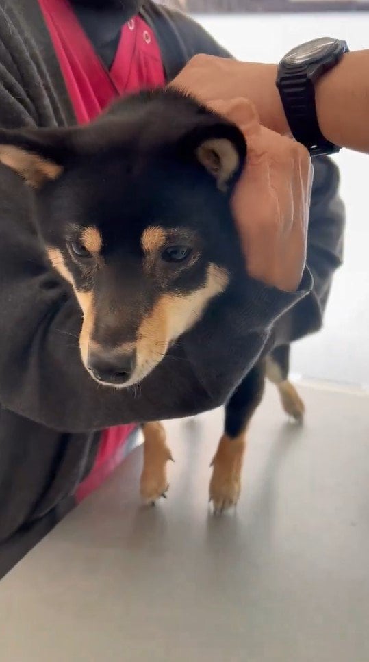 提供：豆柴ごま娘さん