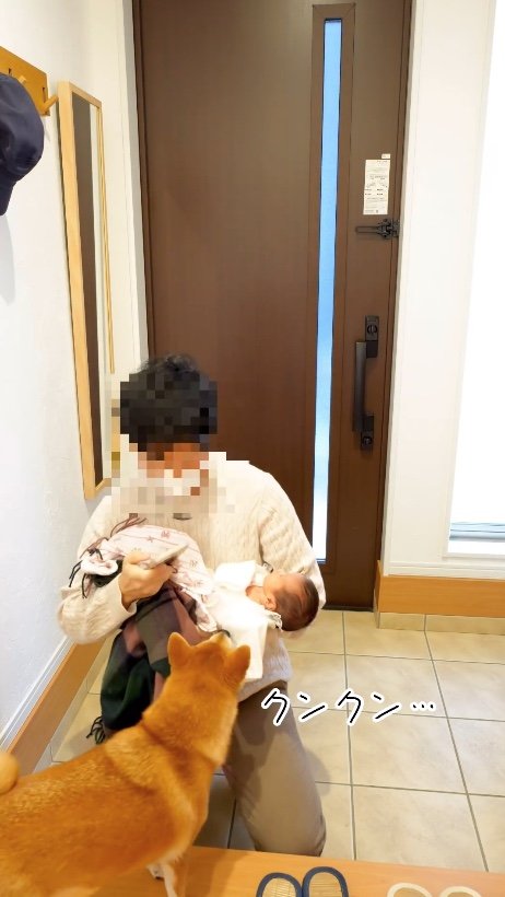 クンクン…（提供：柴犬 むぎさん）