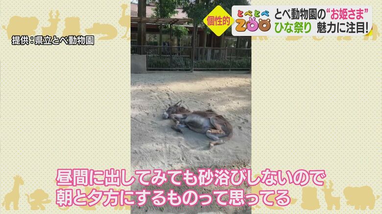 砂浴びをするコボ