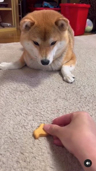 提供：柴犬ゆきちゃん