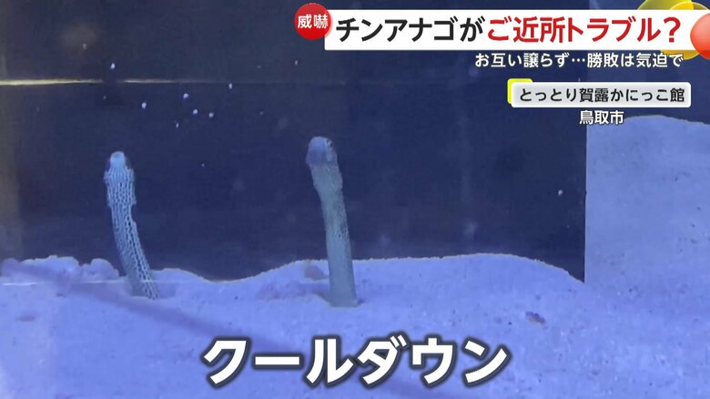 一度そっぽを向いてクールダウンするチンアナゴ