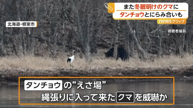 身構えるクマに立ち向かうかのように近づくタンチョウ（北海道・根室市、3月31日）