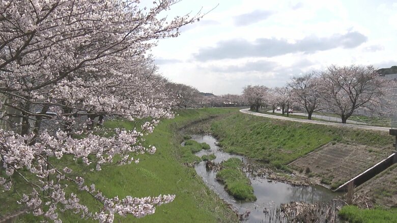 3キロの桜並木は新名所に