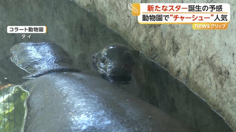 コラート動物園で3月に誕生した「ムーデーン」（タイ東北部）