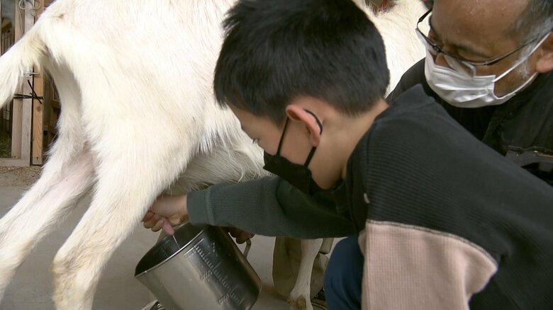 ヤギの乳搾りを体験
