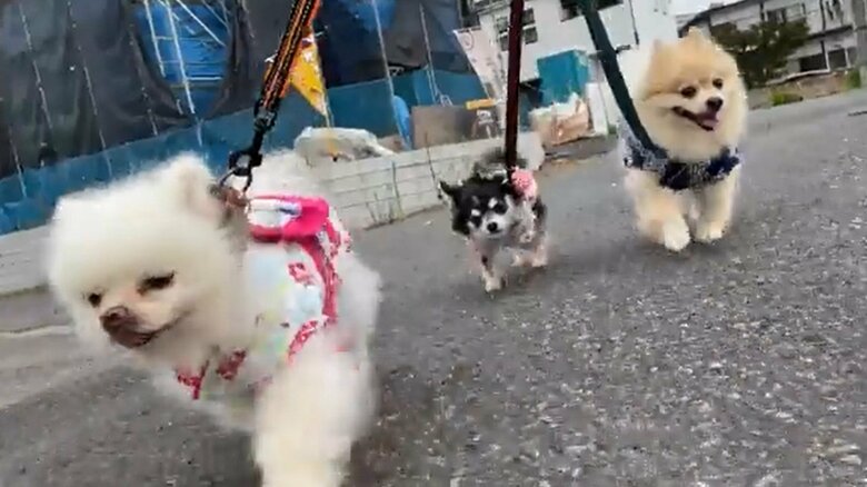 3匹一緒にお散歩することも