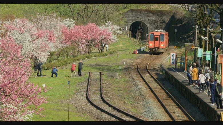 ハナモモとえちぜん鉄道をカメラに収めようと毎年多くの人が訪れる