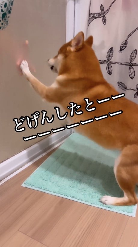 提供：柴犬けいちゃん