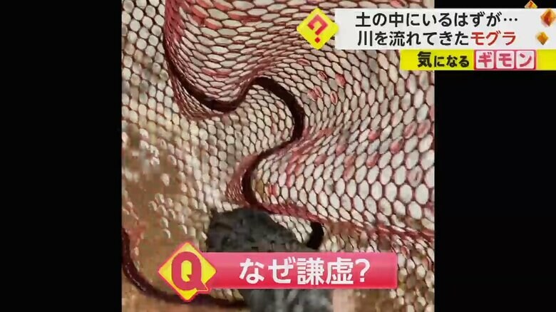 釣りで使っていたタモで救助されるモグラ