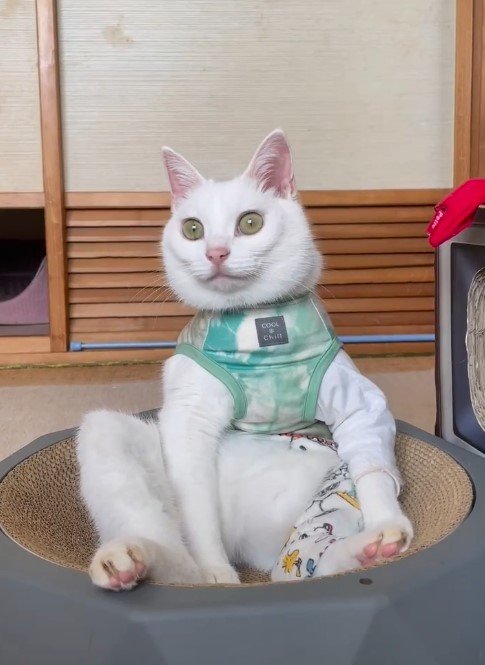 提供：しんばぷーさん