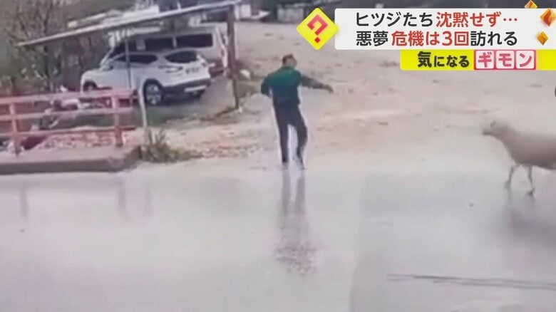 道路を横断中の男性に突然ヒツジが体当たりする瞬間②