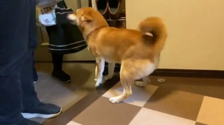 お父さんとお母さんの帰りを喜ぶゆきちゃん