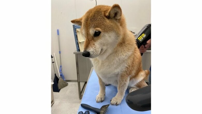 ドライヤーは苦手