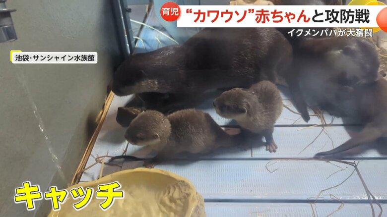 水遊びしたい赤ちゃんを巣箱に戻そうと奮闘するコツメカワウソのお父さん⑤