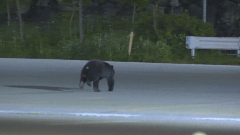 ハチミツをなめた後、捕獲用のおりには入らず走り去るクマ