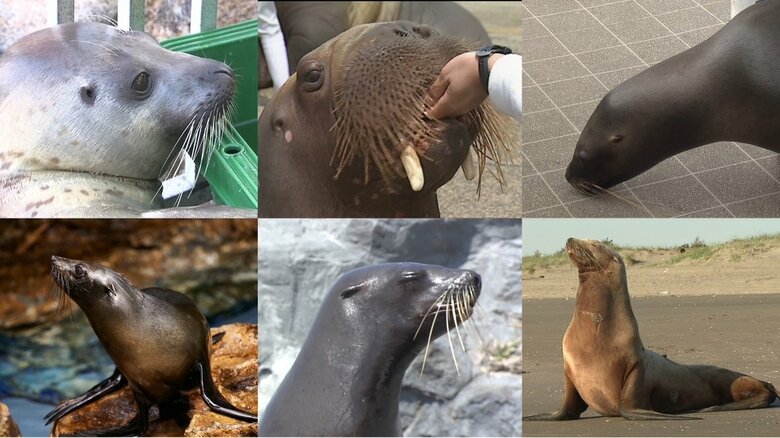 この中でオットセイはどれでしょうか