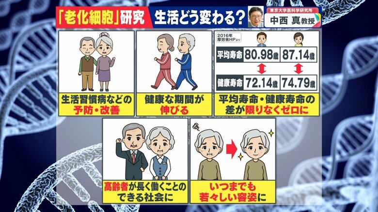 老化細胞が除去できれば健康な期間が延び、「平均寿命と健康寿命の差が限りなくゼロになる可能性」があるという