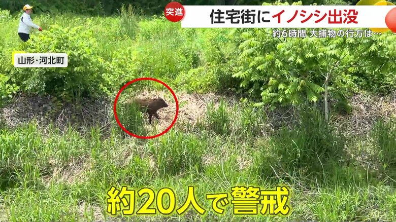 町の職員など約20人が警戒に当たり、網などを使って試みたイノシシの捕獲