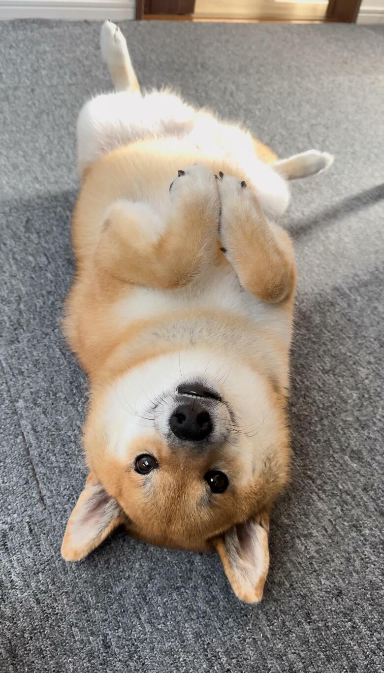 提供：柴犬ぽてとさん