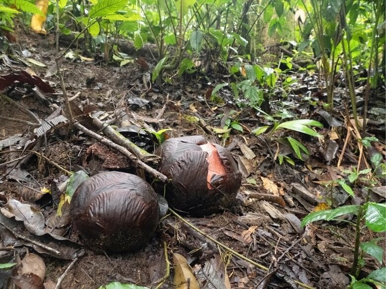 咲きかけのつぼみ（提供：柳澤静磨さん）