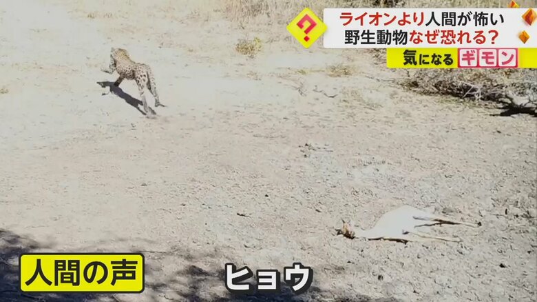 獲物をくわえた表も、人間の声が聞こえると逃げ出した