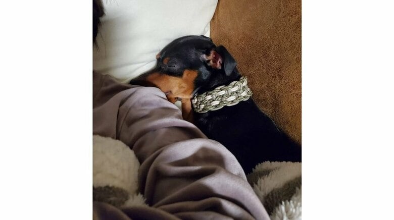 ホテルから帰宅した日　飼い主さんにくっついて熟睡